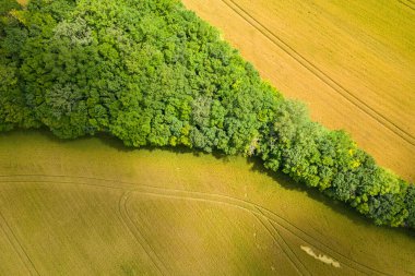 Yoğun yeşil orman şeritlerinin havadan görünüşü güneş ışığıyla aydınlanan altın tarlaları çapraz kesiyor, ince traktör hatları arazide kıvrılıyor..