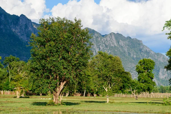 Aydınlatılmış ağaçlar yemyeşil, açık bir tarlada dururlar. Arka planda yükselen uzak kireçtaşı dağları parlak mavi bir gökyüzünün altında. Manzara canlı bir yeşilliğe ve Laos kırsalının tipik sakin kırsal atmosferine sahiptir..