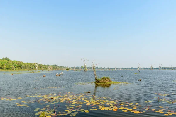 Sarı zambak pedleri ve dağınık ölü ağaçlarla kaplı, berrak mavi gökyüzünün altında, yoğun yeşil ormanlarla çevrili, geniş, sakin bir su alanı. Huzurlu sahne, Kamboçya 'daki Angkor bölgesinin doğal güzelliğini anımsatıyor..
