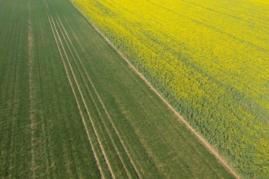 Normandiya kırsalında canlı sarı bir kolza tohumu tarlasını çevreleyen yemyeşil bir arazinin yüksek açılı görüntüsü, manzarayı ayıran görünür traktör çizgileri var..