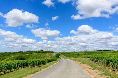 Pouilly sur Loire 'da dağınık beyaz bulutlarla dolu açık mavi bir gökyüzü altında verimli yeşil üzüm bağları arasında asfalt bir yol yavaşça kıvrılır. Açık arazi, sakin ve doğal bir güzelliği çağrıştıran, geniş ve güneşli bir yer..