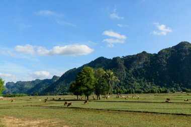 Büyük yeşil tarlalar otlaklarla kaplı dramatik kireçtaşı tepeleri ve Laos kırsalındaki dağınık ağaçların altında. Sahne parlak bir güneş ışığıyla aydınlanıyor. Canlı bir mavi gökyüzü ve birkaç bulut, sakin bir kırsal alanı çağrıştırıyor..