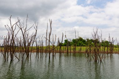 Yapraksız ağaç gövdeleri, yemyeşil çimenler ve yoğun yapraklarla bulutlu bir gökyüzünün altında görünen sakin bir su deposundan çıkar. Sahne doğal dokular, soluk renkler ve su, ahşap ve açık alan arasındaki kontrastı vurgular.