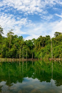 Orta Laos 'taki Nam Theun 2 rezervuarının durgun yeşil sularına uzun ağaçlar ve yoğun tropikal ormanlar yansımaktadır. Sahnede gür yapraklar, dikey gövdeler ve dağınık bulutlu parlak bir gökyüzü, sakin ve doğal bir atmosfer yaratıyor.