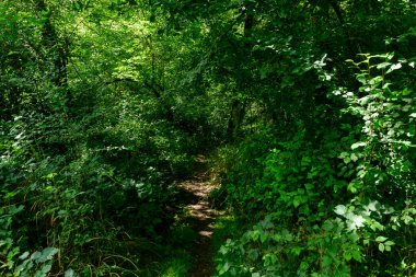 Dar bir toprak yol yoğun, canlı yeşil yaprakların arasında, kalın bir yaz gölgesinin altında kıvrılır. Benekli güneş ışığı gür yaprakları ve karışık çalılıkları vurguluyor, tenha ve huzurlu bir orman atmosferi yaratıyor..