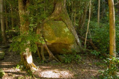 Kumano Kodo patikası boyunca gölgeli bir ormanda kalın ağaç kökleriyle sımsıkı sarılmış, yosun ve yosunla kaplı büyük, yıpranmış kayalar. Benekli güneş ışığı organik dokuları ve sakin orman manzarasını ön plana çıkarıyor..