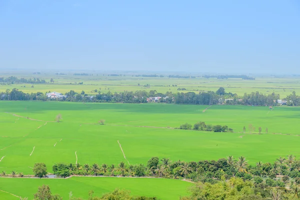 Düz mavi gökyüzünün altında, dağınık ağaçlar ve uzak köy evleriyle birlikte, canlı pirinç tarlalarının geniş bir görüntüsü yayılıyor. Manzarada Güneydoğu 'nun tipik geometrik alan şekilleri ve yemyeşil bitki örtüsü yer alıyor.