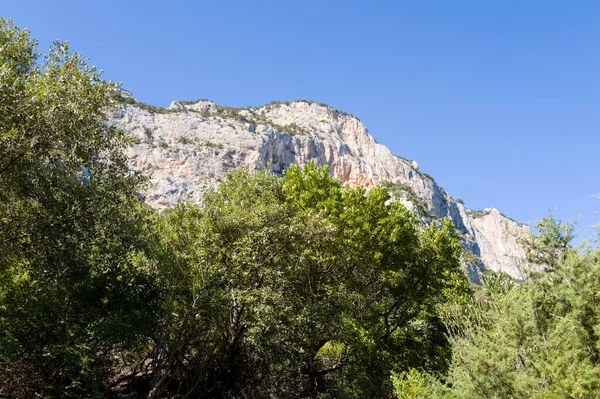 Sardunya 'nın Baunei kenti yakınlarında açık mavi gökyüzünün altında yoğun yeşil Akdeniz bitkisinin üzerinde dramatik bir kireçtaşı kulesi. Güneş ışığı engebeli kaya yüzeyini ve canlı yaprakları vurgular, çarpıcı bir doğal manzara yaratır..