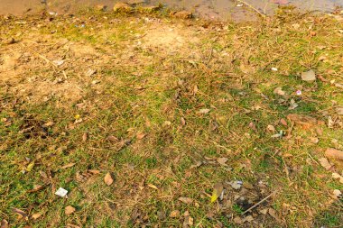 Güney Laos 'ta Wat Phu yakınlarındaki toprak nehir kıyısı boyunca uzanan kuru çimen ve dağınık yapraklar. İnce dokular, çöp izleri ve ılık doğal tonlar ham, filtresiz bir manzara ayrıntısı oluşturur..