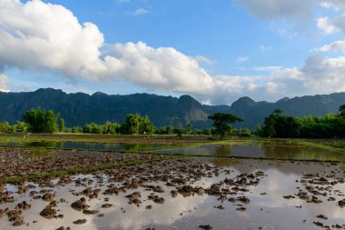 Su basmış pirinç tarlaları gökyüzünü yansıtıyor ve dağılmış bulutlar, engebeli kireçtaşı dağları ve çarpıcı bir zemin oluşturan yemyeşil ağaçlar. Sahne, Laos kırsalının sakin atmosferini ve doğal dokusunu yakalıyor..