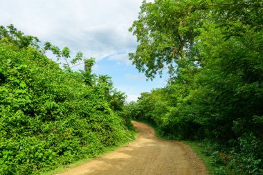 Yoğun, canlı yeşil yapraklar ve parlak bir yaz gökyüzü altında uzun ağaçlar arasında sessiz bir toprak yol kıvrılır. Sahne, kırsal bir yolun doğal dokularını ve sakin atmosferini yakalıyor..