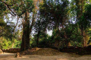 Kamboçya Angkor bölgesindeki Ta Som tapınağında kumlu bir toprak tepeciği ve eski bir taş duvarın yanında çıplak kökleri olan uzun, olgun ağaçlar yükselir. Sıcak öğleden sonra güneş ışığı yoğun tropikal yaprakların arasından süzülüp doğal dokuların altını çiziyor.
