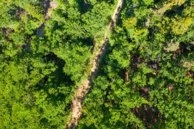 Ardeche kırsalındaki yemyeşil ormanlık araziyi kesen dar toprak yolun hava perspektifi, güneş ışığının canlı yaprakların üzerine lekeli gölgeler bırakması.