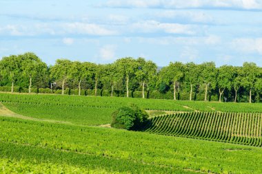 Canlı yeşil üzüm bağları, Pouilly sur Loire yakınlarında açık mavi bir gökyüzünün altında bir sıra uzun yapraklı ağaçlarla çevrili, yavaşça yuvarlanan tepeler boyunca uzanır. Sahne gür, düzenli ve doğal yaz ışıklarıyla dolu..