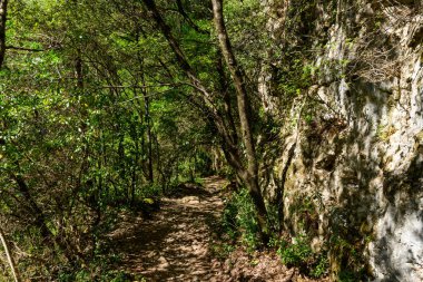 Yoğun yeşil yaprakların arasından geçen benekli güneş ışığı filtreleri Navacelles Sirki 'nin engebeli kireçtaşı duvarının yanında dar bir yürüyüş yoluna uzanıyor. Sahnede desenli taş, yapraklı çalılıklar ve sakin bir orman atmosferi yer alıyor..