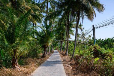 Yoğun hindistan cevizi palmiyeleri ve Ben Tre, Mekong Delta, Güney Vietnam 'daki yemyeşil tropikal bitki örtüsü boyunca uzanan dar bir beton yol vardır. Parlak güneş ışığı, canlı yeşilliği ve huzurlu kırsal ortamı aydınlatan, canlı gölgeler bırakıyor..