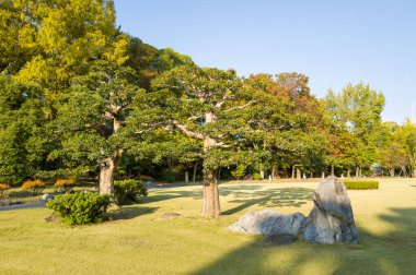 Manicured trees and natural stone formations stand on a sunlit lawn surrounded by lush greenery in the gardens of Nijo Castle, Kyoto, Japan. Warm afternoon light enhances the textures and tranquil atmosphere.