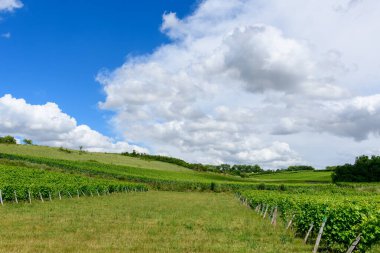 Pouilly sur Loire 'da geniş, dalgalı bulutlarla dolu bir gökyüzüne karşı canlı yeşillik ile dolu, verimli asma sıraları yuvarlanan tepeler boyunca uzanıyor. Manzara açık, taze ve yaz şarabı ülkesinin huzurlu atmosferini çağrıştırıyor..