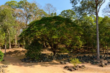 Kamboçya 'nın Angkor kentindeki Baphuon tapınağı yakınlarındaki kumtaşı blokları ve kuru toprak üzerinde geniş bir tepe örtüsü oluşturur. Arkeolojik alanı çevreleyen uzun orman ağaçları, güneş ışığı desenli zemini ve tarihi kalıntıları vurguluyor..