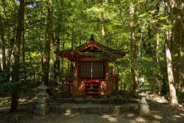 Japonya 'nın Wakayama kentindeki Kumano Kodo hac yolu boyunca güneş ışığıyla süslenmiş ve taş fenerlerle çevrili uzun yeşil ağaçların arasında küçük kırmızı bir Shinto tapınağı duruyor..