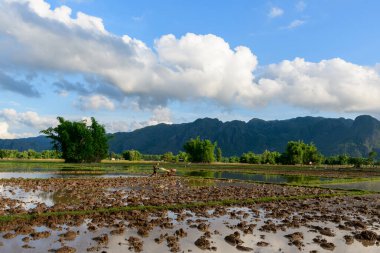Taze sürülmüş pirinç tarlaları, yeşil bambu kümeleri ve dramatik kireçtaşı tepeleri manzaralı bir zemin oluşturan gökyüzü ve bulutları yansıtır. Sahne, Laos kırsalının doğal dokularını ve açık atmosferini parlak altında yakalıyor.