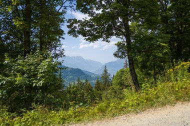 Bereketli yeşil ormanlık arazide dolambaçlı yol mavi dağ sırtları ve parlak bir gökyüzü, yapraklı ağaçların arasından süzülen güneş ışığı ve ön plandaki vahşi çalılıklar..