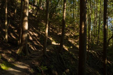 Yoğun bir Japon ormanında uzun sedir ağaçlarının altındaki gölgeli bir tepe boyunca dar bir toprak yol esiyor. Benekli güneş ışığı, yumuşak kabuğu ve dağınık eğrelti otlarını vurguluyor. Huzurlu, dünyevi bir atmosfer yaratıyor..