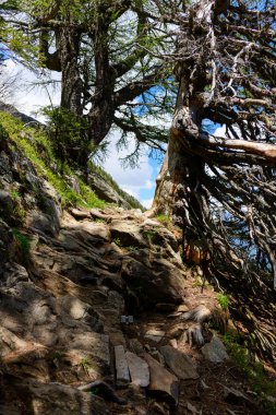 Dağlık engebeli bir dağ yolu, eğri büğrü tarla ağaçlarının altında esiyor. Kökleri açıkta ve sivri kayalar dramatik bir alp manzarasında gün ışığını yakalıyor..