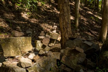 Küçük dengeli kaya yığınları, sakin Kumano Kodo ormanlarındaki güneş ışığıyla aydınlanan uzun sedir ağaçlarının altındaki yosunlu kayaların üzerinde duruyor..