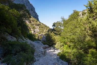 Sardinya, Baunei yakınlarındaki sık yeşil ağaçlar ve dik kireçtaşı kayalıklarıyla çevrili, güneşli bir geçitten geçen engebeli bir taş yol. Parlak gün ışığı, bu vahşi topraklardaki kayalık araziyi ve yemyeşil bitkileri vurgular..