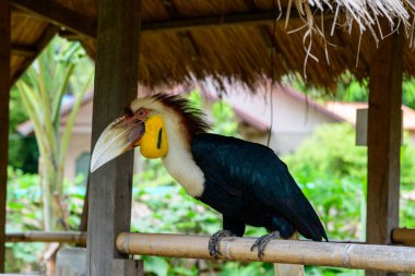 Büyük soluk bir gagası ve canlı sarı boğaz kesesi ile çarpıcı bir çelenkli boynuz gagası sazlıklı bir çatı altında, yemyeşil bir çayırlık ile çevrili bambu bir korkuluk üzerinde oturur. Kuşların ayırt edici tüyleri ve dokulu gagaları açık havada göze çarpar.