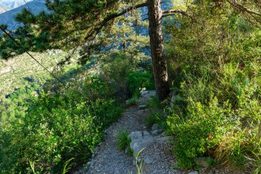 Navacelles Sirki 'ndeki güneşli bir vadiye bakan büyük bir çam ağacının altında dar bir çakıl yürüyüş yolu var. Yeşiller yemyeşil ve engebeli arazi huzurlu ve doğal bir ortam yaratır..