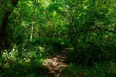 Yoğun yeşil ormanlık alandan geçen dar bir toprak yol, kalın yaz yapraklarının arasından süzülen güneş ışığıyla lekelenmiş. Sahne sakin, doğal ve canlı dokular ve derin gölgelerle dolu..