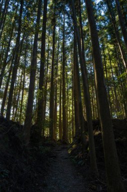 Japonya 'nın Wakayama kentindeki Kumano Kodo boyunca yükselen sedir ağaçlarından oluşan sık bir orman boyunca dar bir toprak yol esiyor. Yüksek gölgelerin arasından geçen benekli güneş ışığı filtreleri dramatik gölgeler yaratıyor ve sakin, gizemli bir orman havası yaratıyor..
