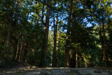 Japonya 'nın Wakayama kentindeki yoğun bir sedir ormanının içinden geçen huzurlu bir taş yol. Yüksek yeşil gölgeler arasından yavaşça süzülen güneş ışığı yeryüzündeki lekeli gölgeler oluşturuyor..