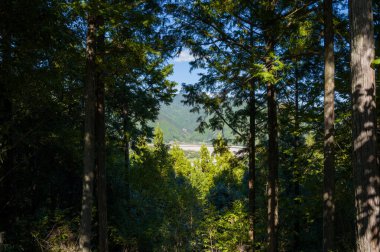 Uzun ağaçlar, Japonya 'nın Wakayama kentindeki Kumano Kodo patikası boyunca görünen uzak dağlarla güneşli bir açıklık oluşturur. Noktalı ışık, sakin ve doğal bir atmosfer yaratır..
