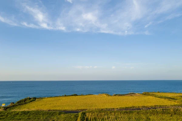 Geniş mavi gökyüzü altında sakin bir okyanusa doğru uzanan altın pirinç tarlalarının geniş manzarası, yumuşak güneş ışığı kıyı manzarasını aydınlatıyor ve yukarıdaki ince bulutlar.