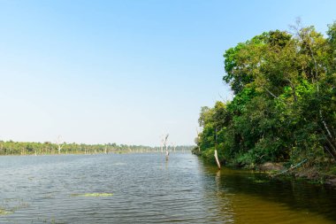 Yoğun yeşil ormanlarla çevrili geniş bir göl ve Kamboçya Angkor bölgesinde açık mavi bir gökyüzünün altında çıplak ağaç gövdeleriyle noktalanmış. Sakin su ve dağınık su bitkileri huzurlu bir doğal manzarayı çağrıştırıyor..
