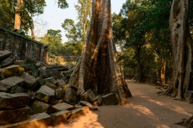 Büyük ağaç gövdeleri yosunlu taş bloklar arasında yükselir ve Kamboçya Angkor bölgesindeki Ta Prohm 'daki tapınak duvarlarında yıpranır. Sıcak öğleden sonra ışığı, eski bir miras sahnesi yaratarak, desenli ağaç kabuğunu, düşen taş ustasını ve sık orman çevresini vurguluyor.