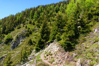 Uçsuz bucaksız, kayalık yamaçlar boyunca uzanan engebeli bir yürüyüş yolu Alplerdeki açık mavi gökyüzünün altında sık yeşil ağaçlar ve canlı yeşilliklerle kaplıdır..