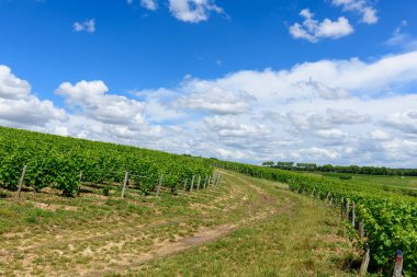 Pouilly sur Loire 'da bulutların dağıldığı canlı mavi bir gökyüzünün altındaki yuvarlanan tepelerin üzerindeki yemyeşil üzüm bağları arasında bir toprak yol yavaşça kıvrılır. Manzara açık, güneşli ve canlı. Taze yaz gelişimini ve kırsal cazibesini sergiliyor..