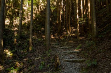 Japonya 'nın Wakayama kentindeki Kumano Kodo patikası boyunca gölgeli bir sedir ormanından yükselen taştan bir merdiven, güneş ışığının yavaşça uzun gövdelerden ve yoğun çalılıklardan süzüldüğü bir merdiven..