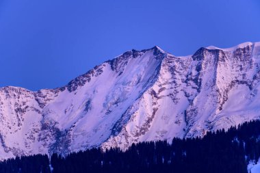 Kubbe de Miage 'in buzlu yamaçları, Fransız Alplerinde, koyu bir çam ormanının üzerinde, koyu mavi bir alp gökyüzünün altında serin alacakaranlık renkleriyle parıldıyor..