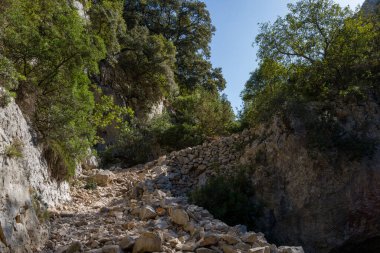 Sardunya 'nın Baunei yakınlarındaki sarp kireçtaşı uçurumları ve yoğun yeşil ağaçlarla çevrili dar bir geçitten geçen kayalık bir yürüyüş yolu. Güneş ışığı, bu vahşi Akdeniz ortamındaki taş ve yaprakların kaba dokusunu vurgular.