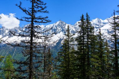 Karla kaplı görkemli dağlar, Fransız Alpleri 'ndeki Aiguille du Midi yakınlarında canlı bir mavi gökyüzünün altında, sık ve yeşil ağaçlardan oluşan bir ormanın üzerinde yükseliyor..