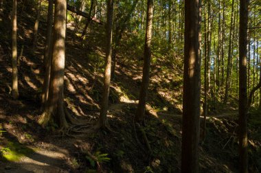 Uzun sedir gövdeleri engebeli bir yamaçtan yükselir. Yoğun orman gölgesinde güneş ışığı yükselir ve yeryüzüne dramatik gölgeler bırakır. Sahnede ortaya çıkan kökler, yemyeşil eğreltiotları ve sakin bir orman atmosferi yer alıyor..