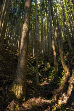 Yoğun sedir ağaçları Japonya 'nın Wakayama kentindeki Kumano Kodo boyunca dik, güneşli bir yamaçta dikey olarak yükselir. Sıcak güneş ışığı kabukları ve gür eğreltiotları vurguluyor, sakin bir orman manzarası yaratıyor..