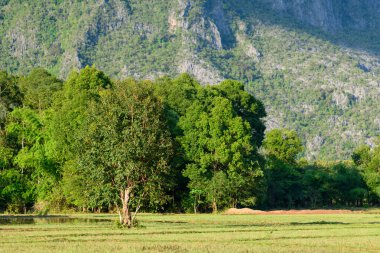 Arka planda yükselen engebeli kireçtaşı dağlarıyla çevrili, sık yeşil ormanlarla çevrili açık bir çayırda tek bir ağaç duruyor. Parlak güneş ışığı Laos kırsalının canlı yeşilliğini ve sakin atmosferini vurguluyor.