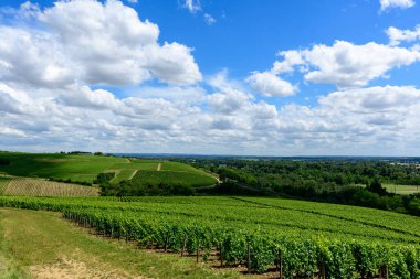 Pouilly sur Loire 'da tüylü beyaz bulutlarla dolu parlak bir gökyüzü altında yemyeşil üzüm bağları dalgalanan tepeleri süpürüyor. Manzara ferah, canlı ve yaz enerjisiyle dolu..