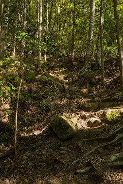 Yüksek ağaçların arasından süzülen dağınık güneş ışığıyla aydınlatılan ağaç kökleri ve yosunlu taşların yer aldığı dik yamaçlar. Sahne, Kumano Kodo boyunca zengin dokular ve sakin, doğal bir atmosfer yakalıyor..